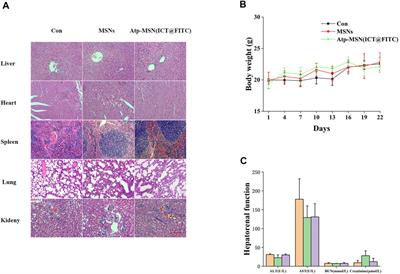 Nucleolin recognizing silica nanoparticles inhibit cell proliferation by activating the Bax/Bcl-2/caspase-3 signalling pathway to induce apoptosis in liver cancer